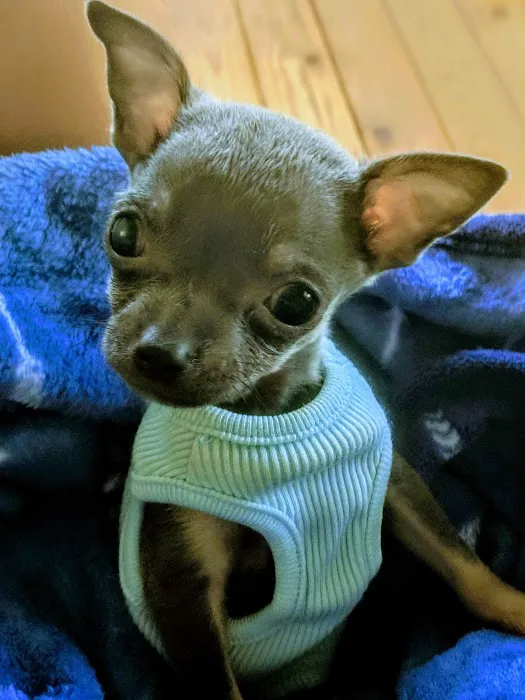 Lowrys Animal Hospital 7