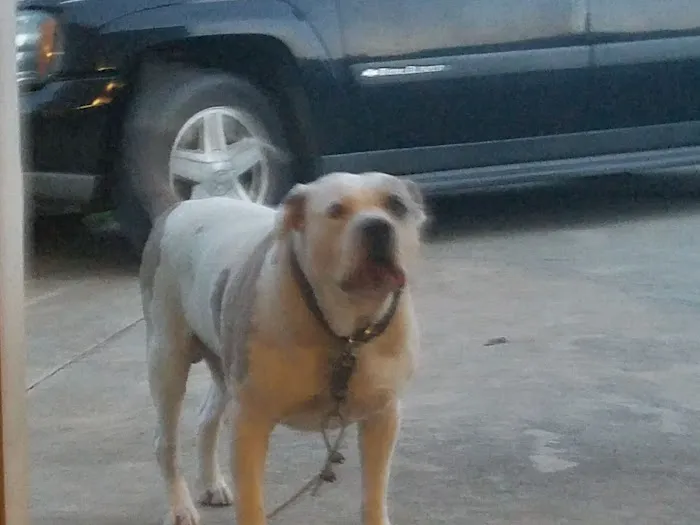 Lowrys Animal Hospital 6