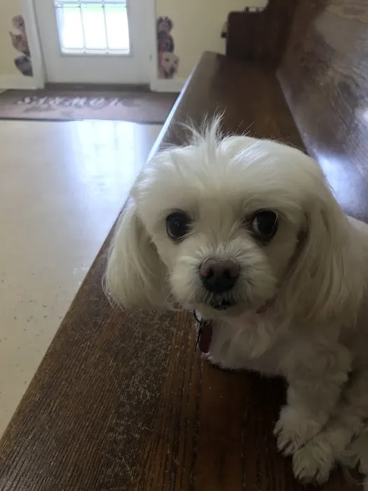 Lowrys Animal Hospital 1