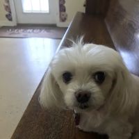 Lowrys Animal Hospital ico