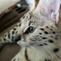 Harmony - Savannahs ico