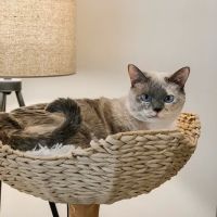 Chester Veterinary Clinic ico