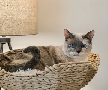 Chester Veterinary Clinic