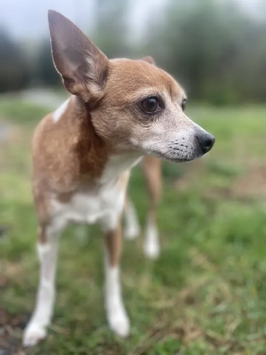 Hulin Veterinary Hospital 6