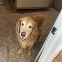 Hulin Veterinary Hospital ico