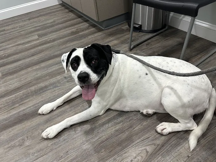 Hulin Veterinary Hospital 8