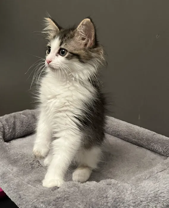 PetVet Vaccination Clinic 3