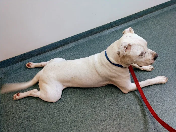 Asheboro Animal Hospital 1