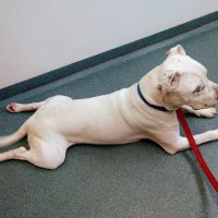 Asheboro Animal Hospital ico