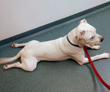 Asheboro Animal Hospital