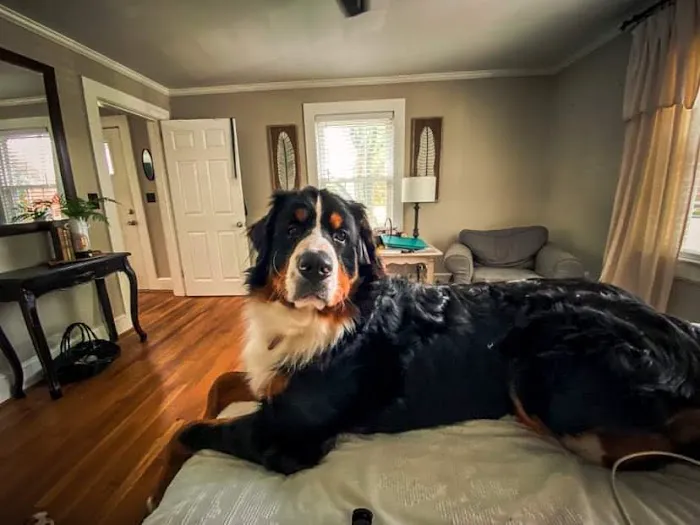 Asheboro Animal Hospital 2