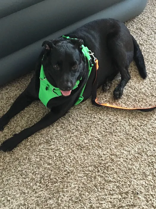 Asheboro Animal Hospital 3