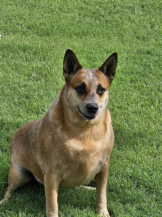 Asheboro Animal Hospital 10