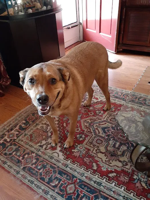 Asheboro Animal Hospital 7