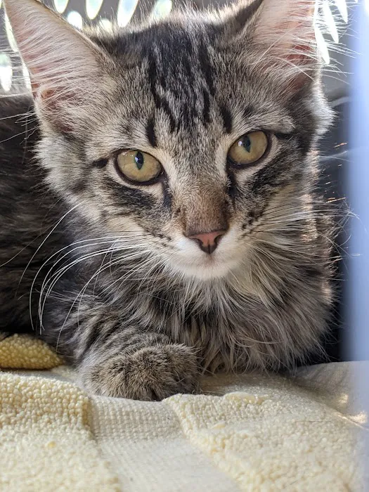 Davidson Animal Hospital 4