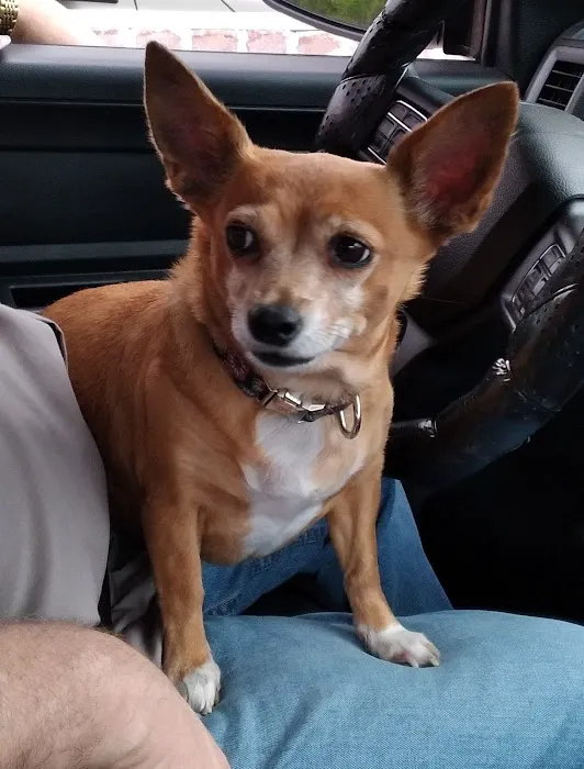 Davidson Animal Hospital 6