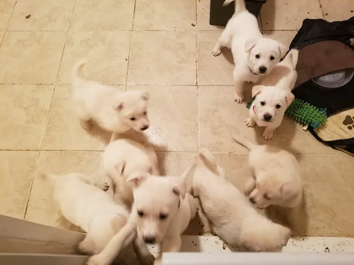 Davidson Animal Hospital 7