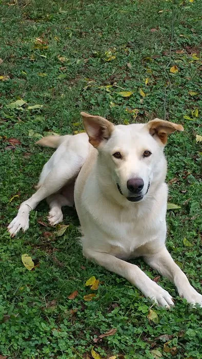 Davidson Animal Hospital 5