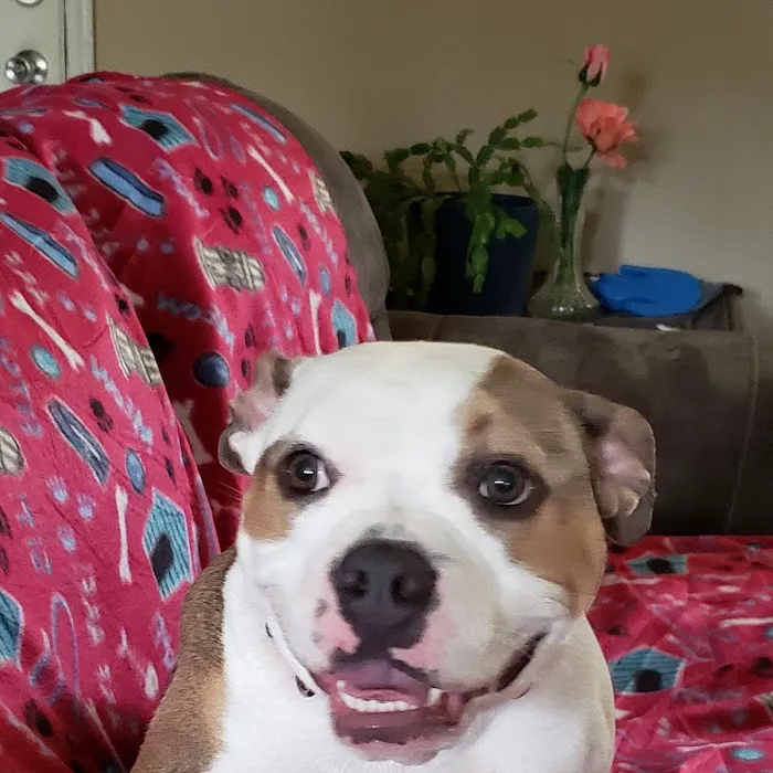 Davidson Animal Hospital 9