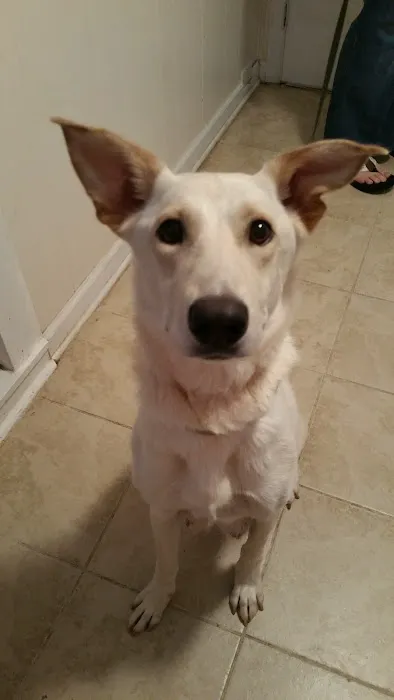 Davidson Animal Hospital 1