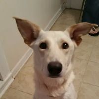 Davidson Animal Hospital ico