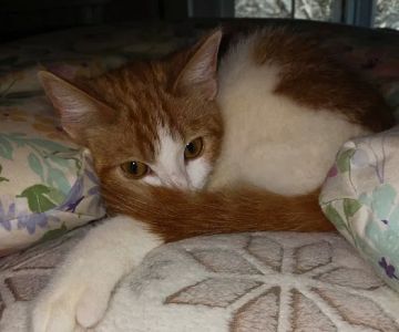 Southgate Veterinary Clinic