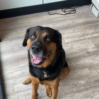 Animal Hospital Randolph ico