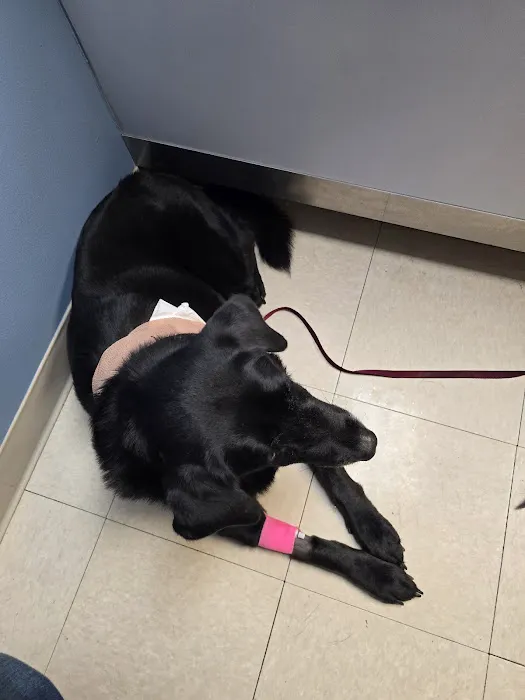 Blue Flint Animal Hospital 1