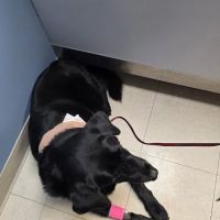 Blue Flint Animal Hospital ico