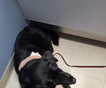 Blue Flint Animal Hospital