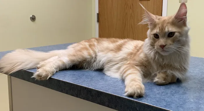 Blue Flint Animal Hospital 10