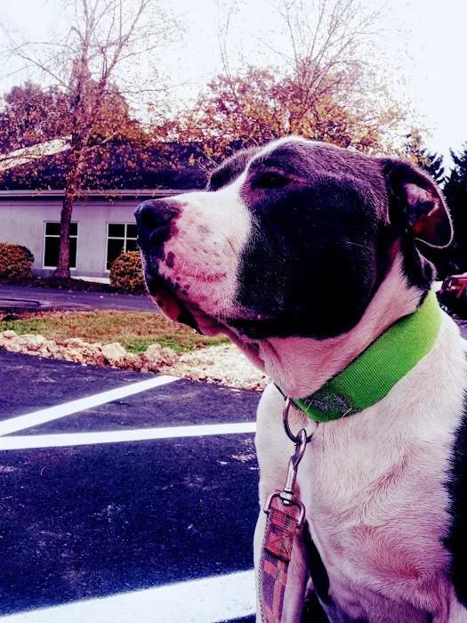 Blue Flint Animal Hospital 7