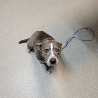 Thomasville Veterinary Hospital ico