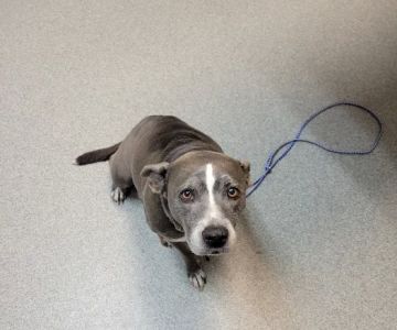 Thomasville Veterinary Hospital