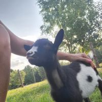 Lexington Large Animal Medicine & Surgery ico