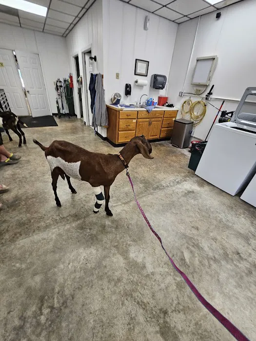 Lexington Large Animal Medicine & Surgery 2