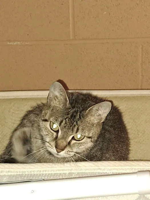 North Davidson Veterinary Hospital 7