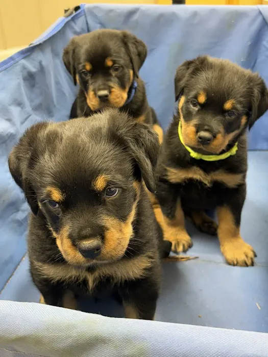 North Davidson Veterinary Hospital 3