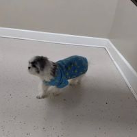 North Davidson Veterinary Hospital ico