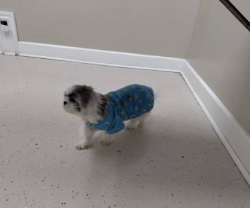 North Davidson Veterinary Hospital