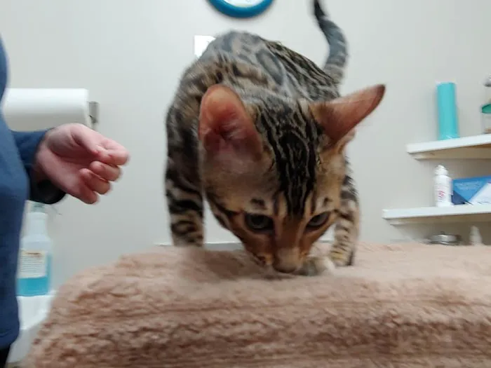West Pine Animal Hospital and Pet Resort 8