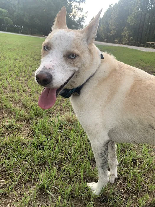 West Pine Animal Hospital and Pet Resort 6