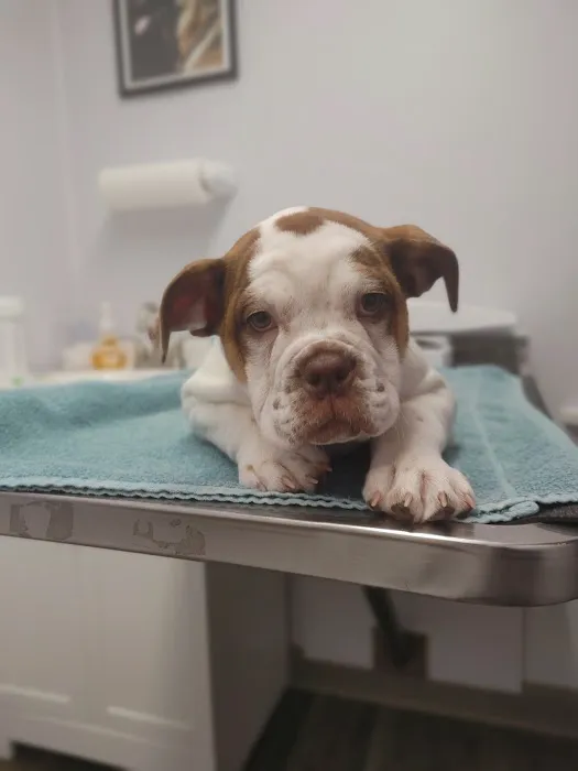 West Pine Animal Hospital and Pet Resort 1