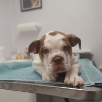 West Pine Animal Hospital and Pet Resort ico
