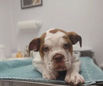 West Pine Animal Hospital and Pet Resort