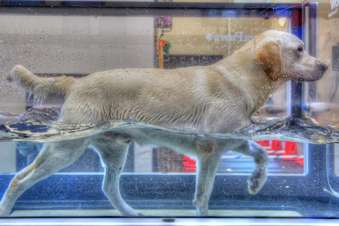 Vanguard Veterinary Hospital 1