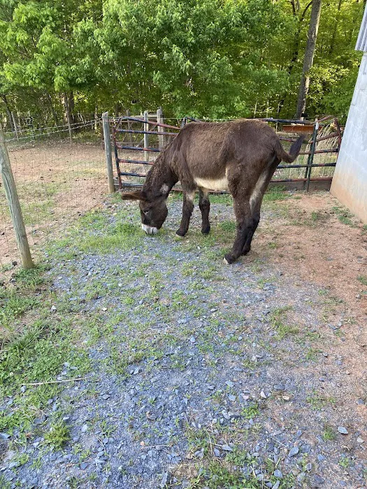 Scarlett Mobile Large Animal Services 7