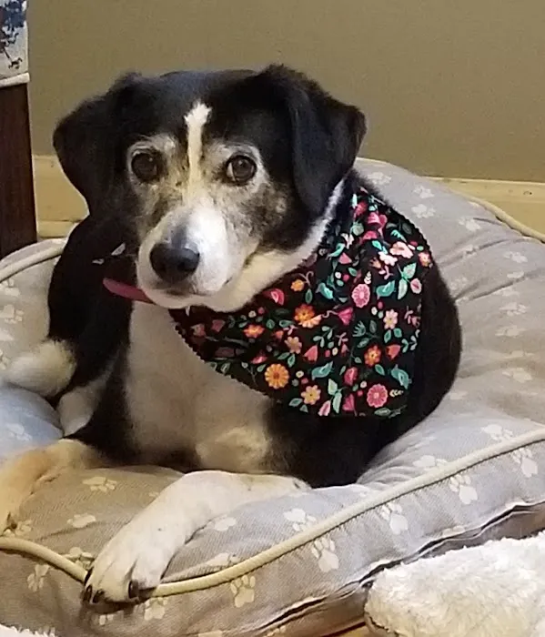 Pointe South Animal Hospital 2