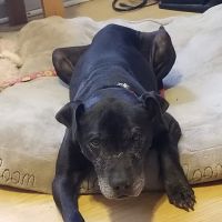 Pointe South Animal Hospital ico