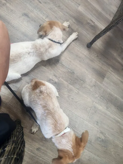 Lakeview Veterinary Hospital 6
